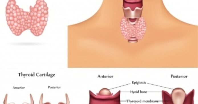 Thyroid