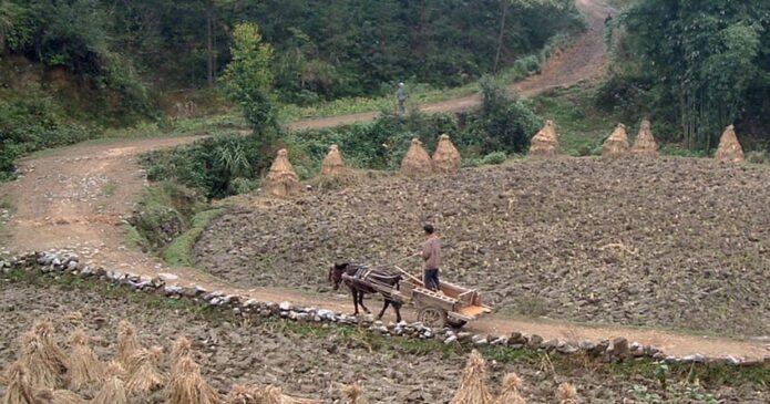 After harvest in China