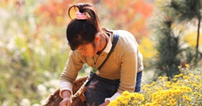 Chrysanthemum flower