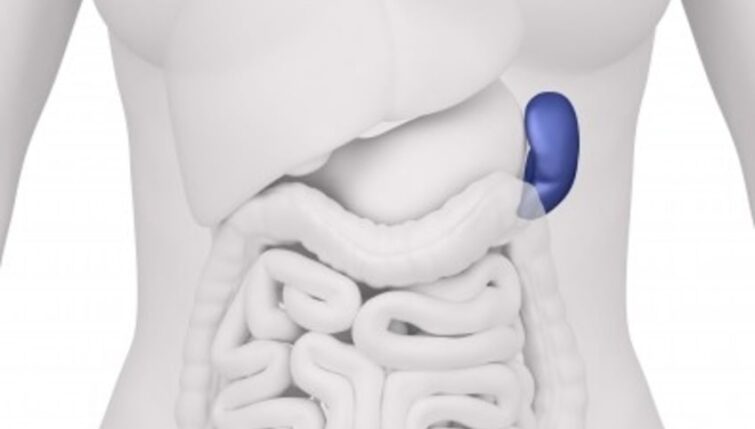 Spleen