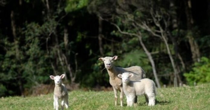 Spring in New Zealand