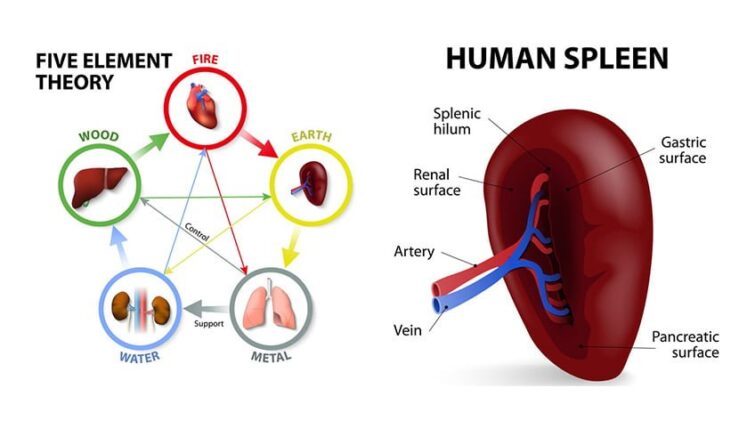 acupuncture-for-spleen